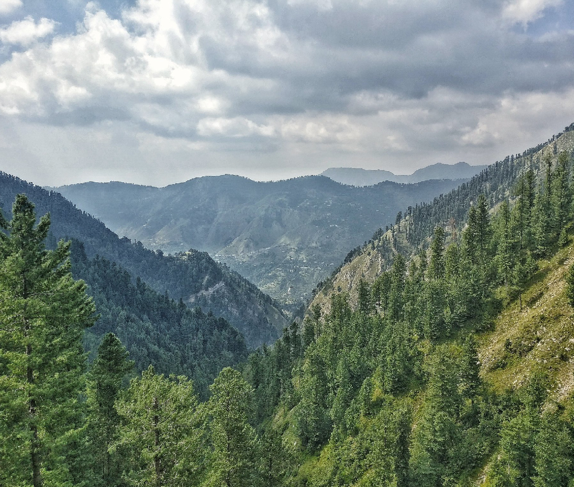 Nathia gali forest